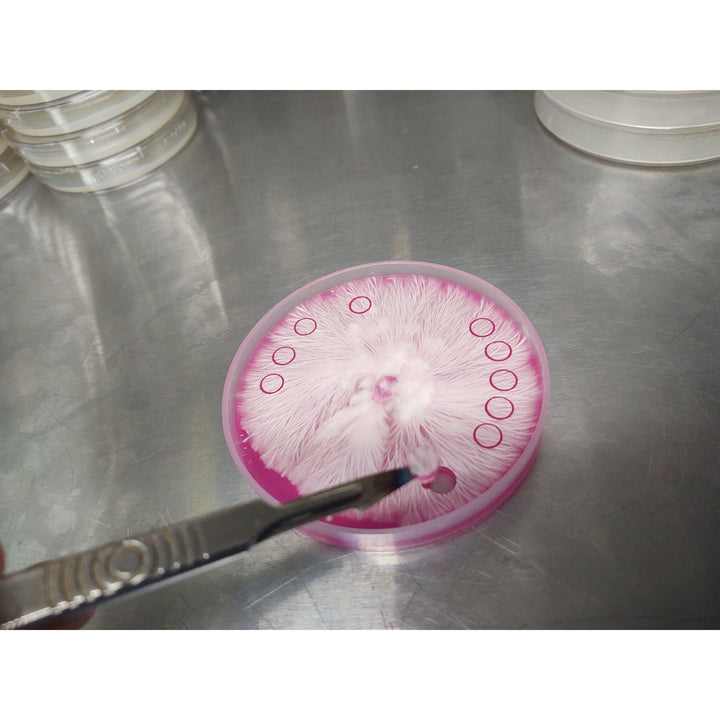 Agar Punch 10mm