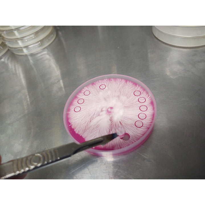 Agar Punch 6mm