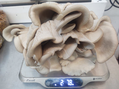 Fresh Oyster Mushrooms - King Blue
