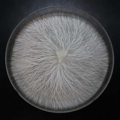 Lion's Mane Mushroom Plate Culture - Hericium erinaceus