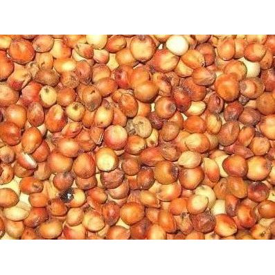 Grain Media  - Organic Sorghum Grain, 3.0 pounds - Sterilized mushroom media with injection port. 1 bag