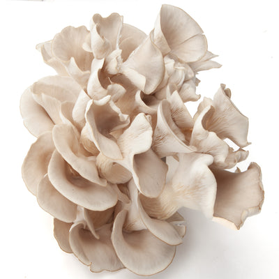 Ready-to-Grow Mushroom Fruiting Kit - King Oyster