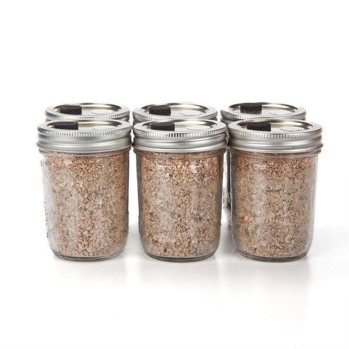 BRF / PF Tek Mushroom Substrate Cakes - 6 pack