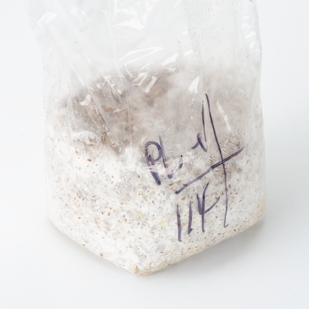 Mycology-supply.com Learning Kit