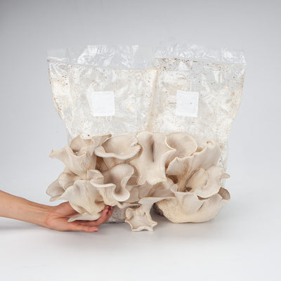 Ready-to-Grow Mushroom Fruiting Kit - King Oyster Special Deal