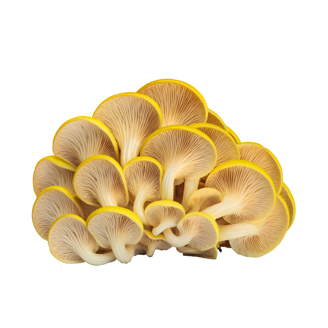 Mycology-supply.com Learning Kit