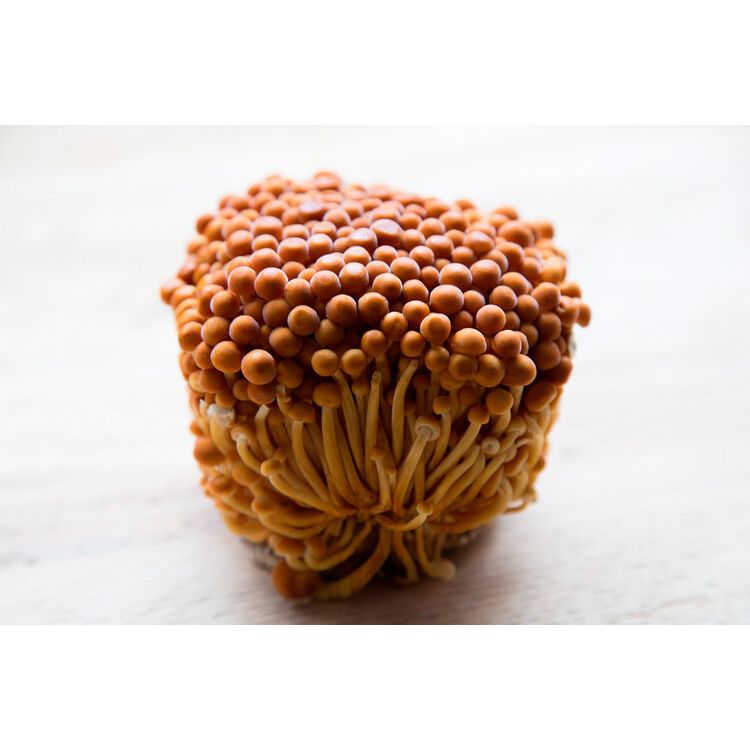 Golden Enoki Mushroom Liquid Culture -  Flammulina velutipes