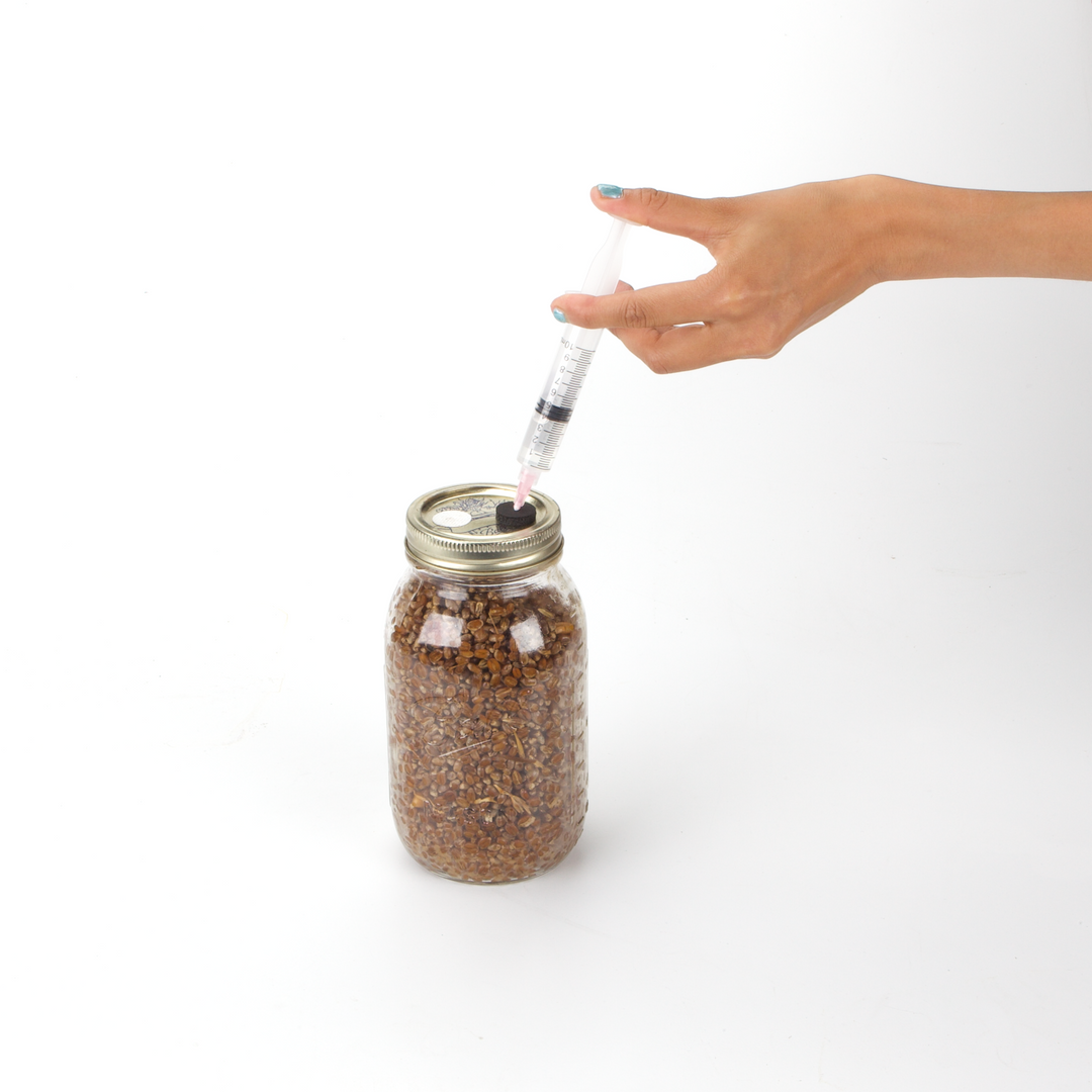 Grain Jar with injection port XL size  - Organic Rye Berries 2 pounds Sterilized (1 jar)