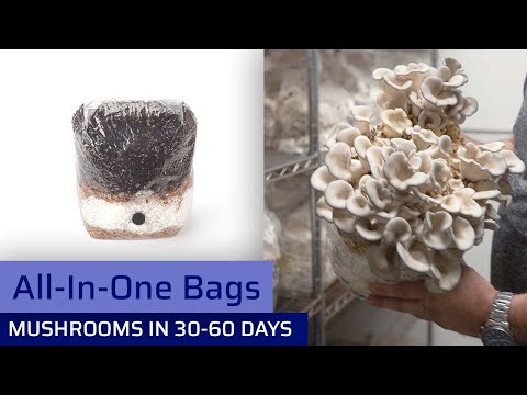 All-In-One Mushroom Grow Bag 5 pounds - Sterilized mushroom media with injection port. 1 bag