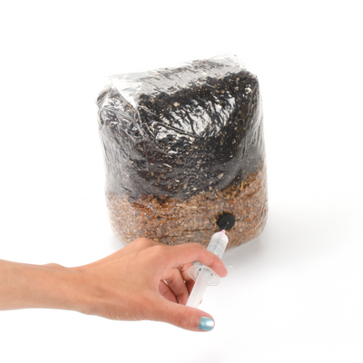 All-In-One Mushroom Grow Bag - 5 pounds - Sterilized mushroom media with injection port. 36 bags