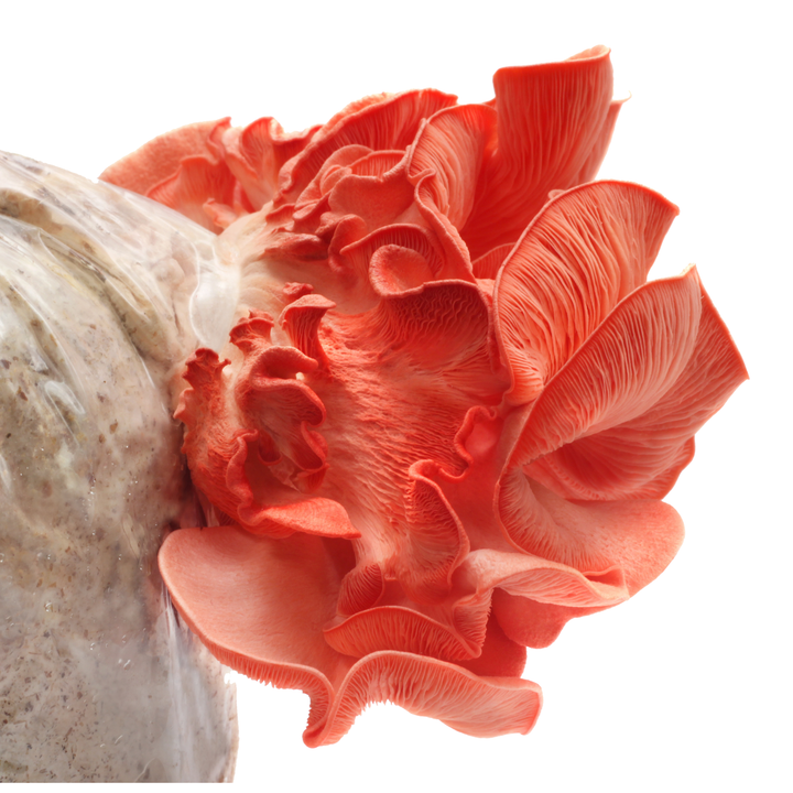 Mycology-supply.com Learning Kit
