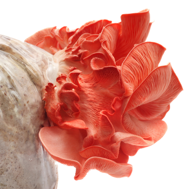 Pink Oyster Mushroom Liquid Culture - Pleurotus djamor