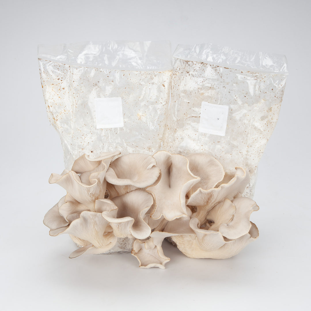 Mycology-supply.com Learning Kit
