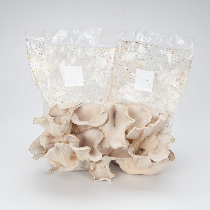 Mycology-supply.com Learning Kit